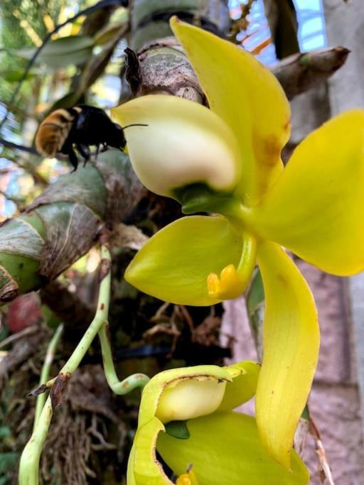 Tropical Bee Garden Holiday Houses Savegre Esterno foto